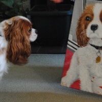 How to paint a King Charles Cavalier Spaniel