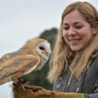 How to paint a barn owl